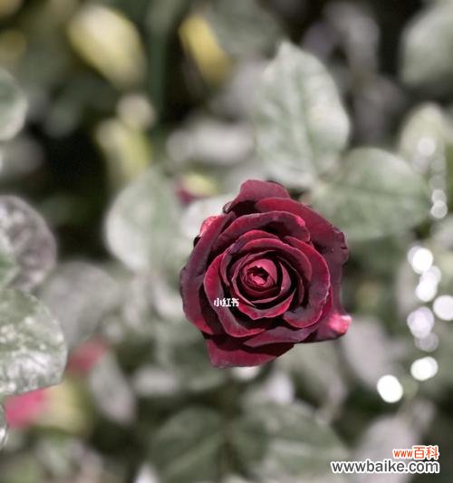 揭开黑玫瑰的神秘面纱 黑玫瑰的象征意义与传说