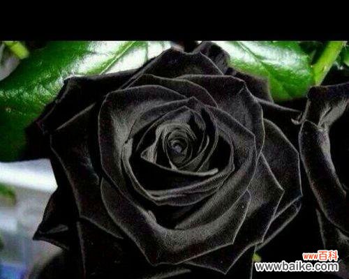 揭开黑玫瑰的神秘面纱 黑玫瑰的象征意义与传说