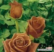 探寻黑玫瑰背后的神秘意义 黑玫瑰的花语与寓意