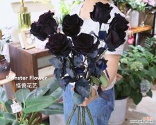 探寻黑玫瑰花语的意义与适用对象 黑玫瑰花语的深情表达