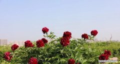 探索黑牡丹花语的含义与魅力 黑牡丹花语