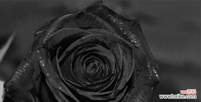 黑玫瑰的深邃之意与神秘之美 黑玫瑰花语与寓意的探索