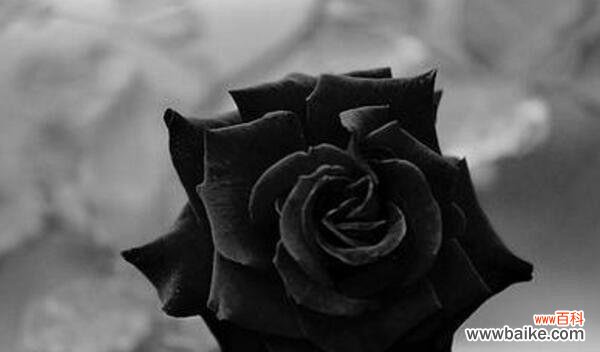 探寻黑玫瑰的花语之意境 黑玫瑰花语