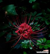 探索黑色彼岸花的美丽与寓意 黑色彼岸花