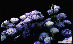 黑色桔梗花的花语及其象征意义 黑色桔梗花语的深刻寓意