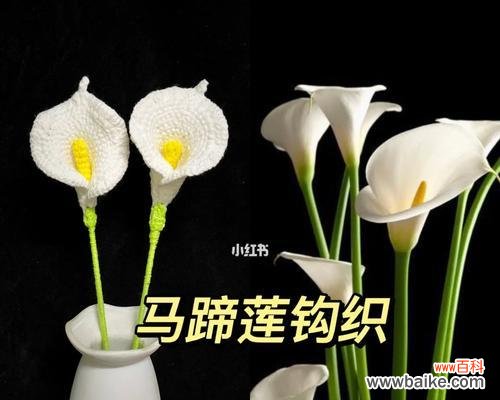 探寻黑色马蹄莲的花语与意义 黑色马蹄莲的神秘之美