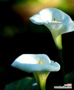 探寻黑色马蹄莲的花语与意义 黑色马蹄莲的神秘之美