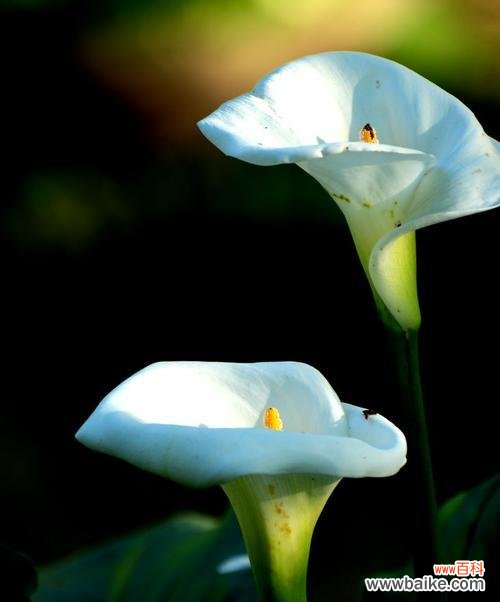 探寻黑色马蹄莲的花语与意义 黑色马蹄莲的神秘之美
