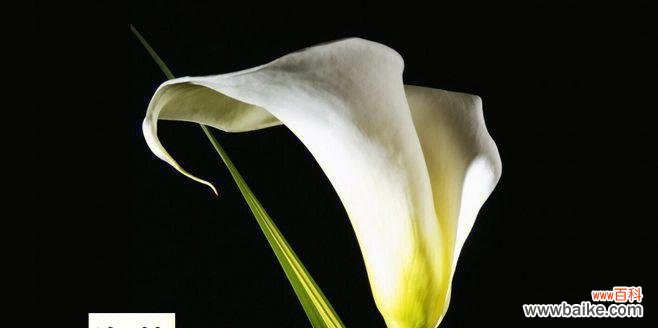 探寻黑色马蹄莲的花语与意义 黑色马蹄莲的神秘之美