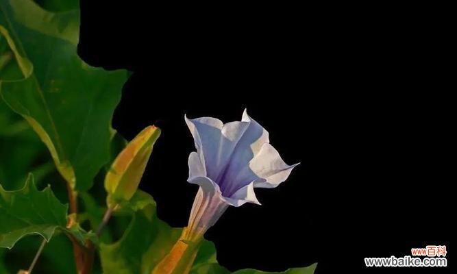 探索黑色曼陀罗花的寓意与象征 黑色曼陀罗花的神秘与力量