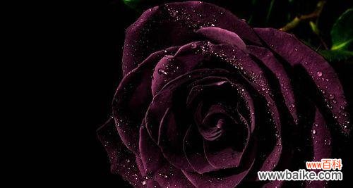 探寻黑色玫瑰的象征意义与魅力 以黑色玫瑰代表的神秘与美丽