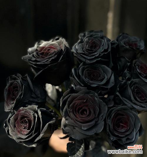 探寻黑色玫瑰的象征意义与魅力 以黑色玫瑰代表的神秘与美丽