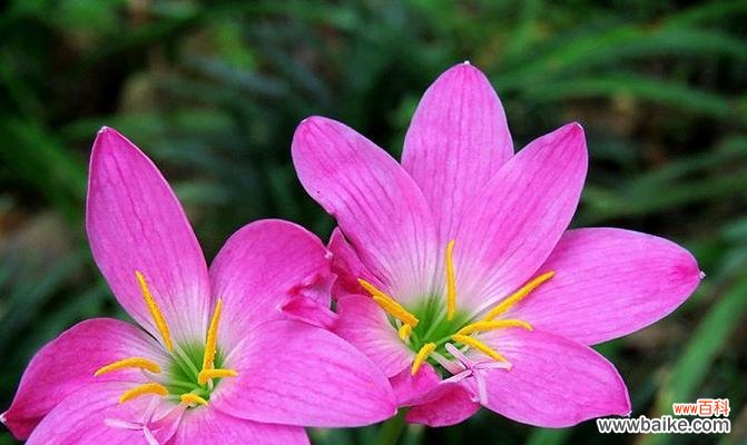 探索韭菜的风水之道 韭菜风水寓意与种植位置选择