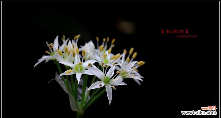 探索韭菜的风水之道 韭菜风水寓意与种植位置选择