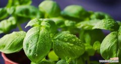 探索韭菜的风水之道 韭菜风水寓意与种植位置选择