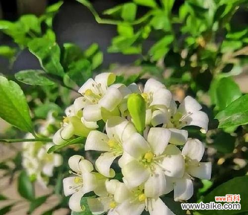 探寻九里香的独特意义 九里香的寓意与象征风水