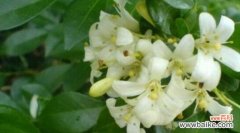 探寻九里香的独特意义 九里香的寓意与象征风水