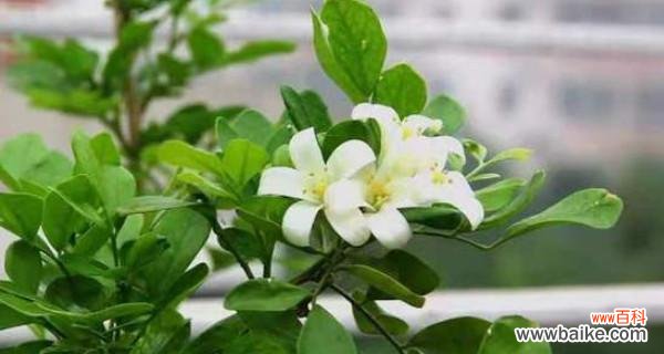 探讨九里香在风水学中的奥秘和适宜的摆放位置 九里香的风水寓意与摆放位置
