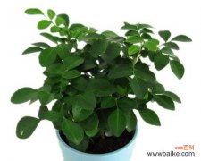 探讨九里香在风水学中的奥秘和适宜的摆放位置 九里香的风水寓意与摆放位置