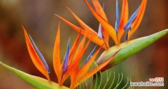 探寻白兰花的优雅与坚韧 晋江市花白兰花的象征意义与传承