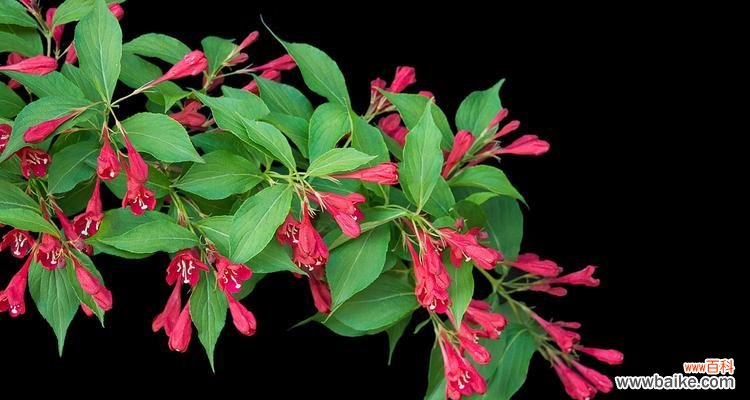 探寻锦带花的神秘之意 锦带花