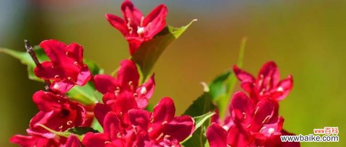 探寻锦带花的神秘之意 锦带花