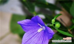 探寻桔梗花的花语和美丽传说 桔梗花的象征意义和文化价值