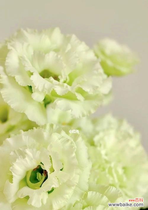 桔梗花开 桔梗风水的寓意与作用——花语象征和风水福泽