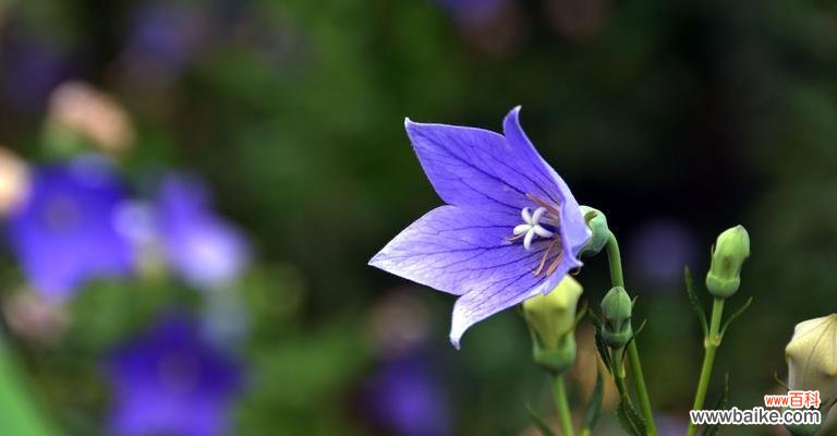 桔梗花开 桔梗风水的寓意与作用——花语象征和风水福泽