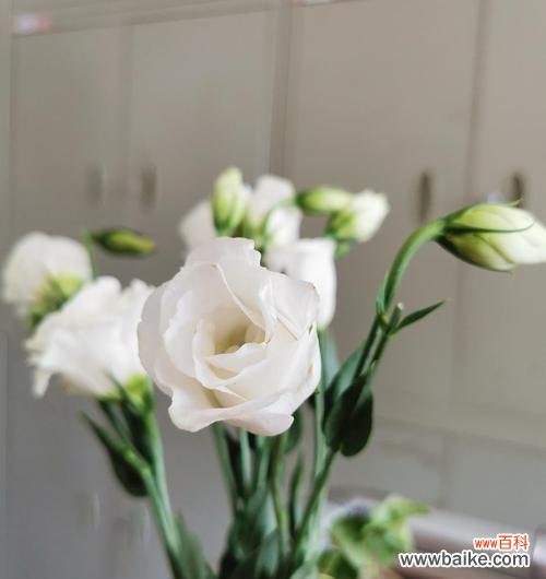 桔梗花开 桔梗风水的寓意与作用——花语象征和风水福泽