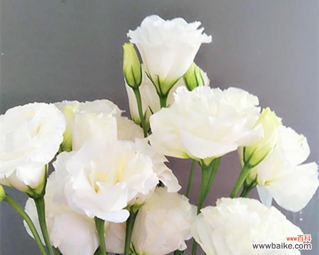 桔梗花语的深刻寓意及其在文化中的重要地位 桔梗花语与其象征的意义