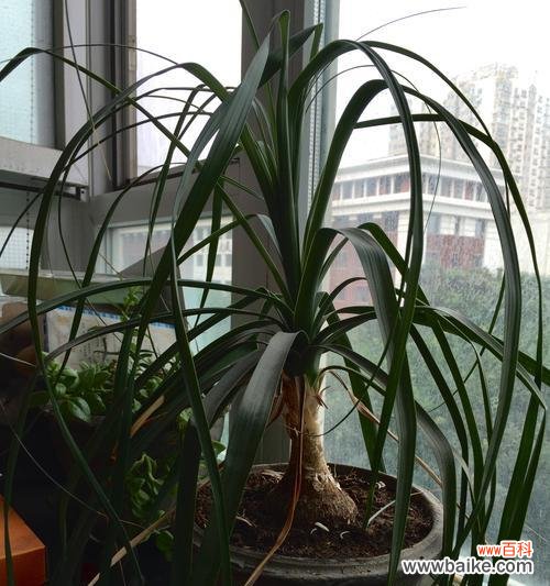 美丽花朵背后的文化寓意与传统象征 酒瓶兰的绽放——寓意与象征之美