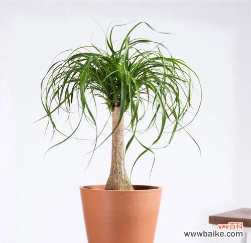 美丽花朵背后的文化寓意与传统象征 酒瓶兰的绽放——寓意与象征之美