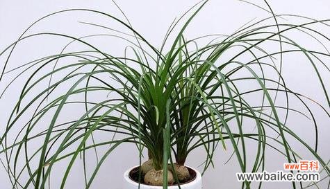 美丽花朵背后的文化寓意与传统象征 酒瓶兰的绽放——寓意与象征之美