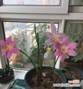 探索韭莲花语 韭莲的花语与寓意