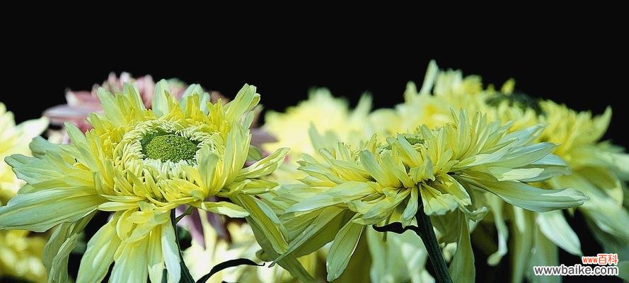 菊花的花语深意解读 菊花的花语