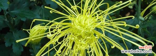 菊花的花语深意解读 菊花的花语