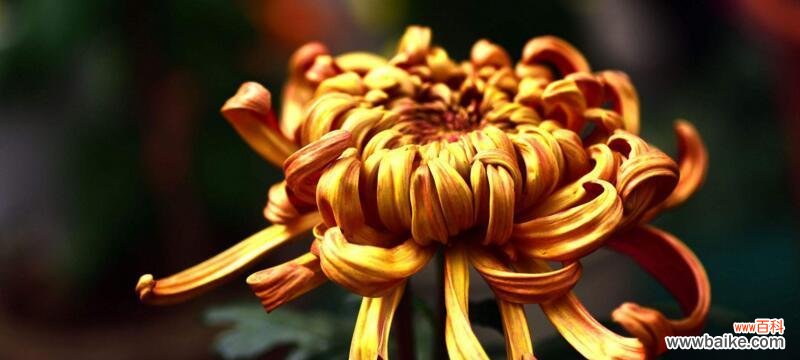 菊花的花语深意解读 菊花的花语