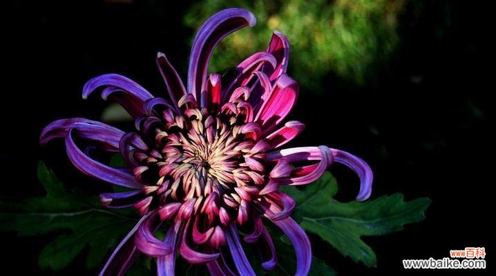 菊花 菊花的花语与寓意——深情不渝的象征