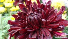 菊花 菊花的花语与寓意——深情不渝的象征