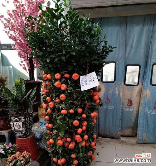 解读桔子树的吉祥之意及其在家居中的摆放要领 桔子树风水寓意与摆放位置的选择