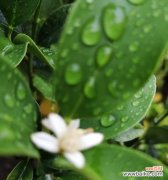 探寻桔子的文化内涵和象征意义 桔子的象征意义