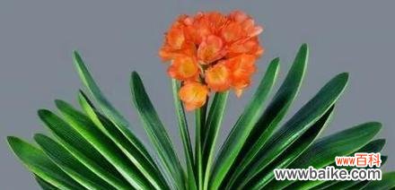 探寻君子兰的含义和象征意义 君子兰花语和寓意