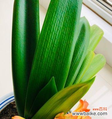 探寻君子兰的含义和象征意义 君子兰花语和寓意