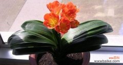 君子兰花的象征意义及其在风水中的应用 君子兰与风水的和谐共生