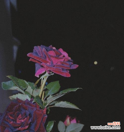 探寻黑色玫瑰背后的意义和情感 黑色玫瑰花语的神秘与浪漫