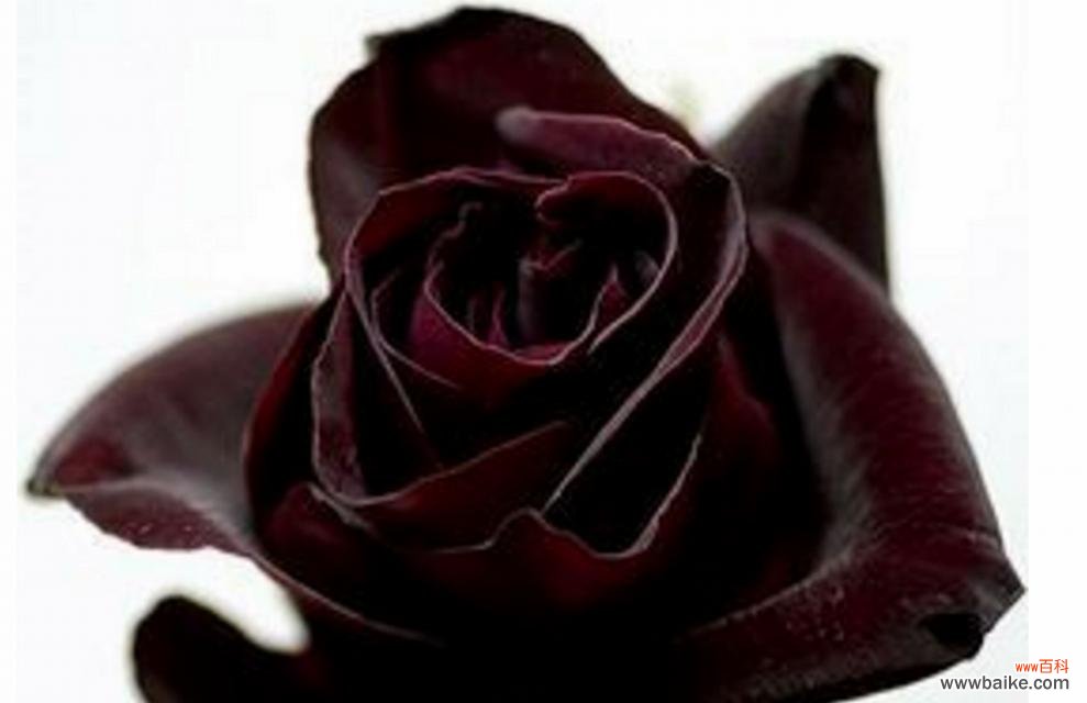 探寻黑色玫瑰背后的意义和情感 黑色玫瑰花语的神秘与浪漫