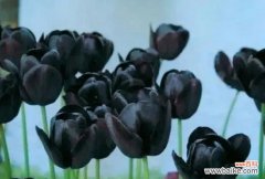 揭开黑郁金香的神秘面纱 黑郁金香