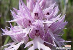 探寻黑紫色马蹄莲背后的意义与象征 黑紫色马蹄莲的神秘花语