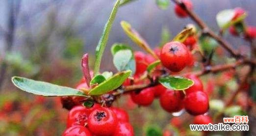 绽放的红豆花 红豆花——爱情的寓意与传承